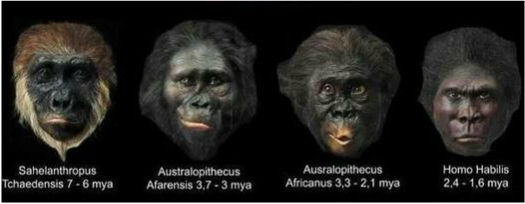 are humans hominoids